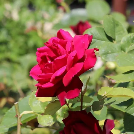 Anica With Parking Rovinj