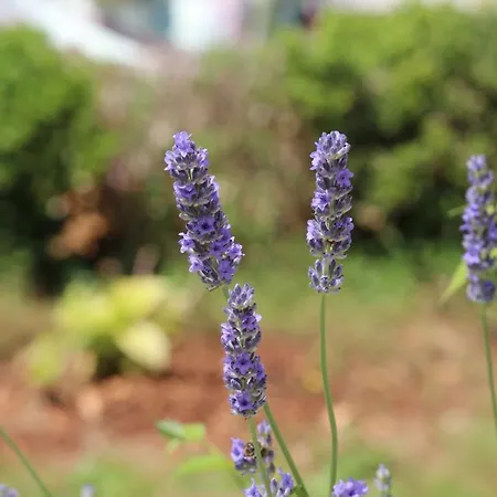 Anica With Parking Appartement