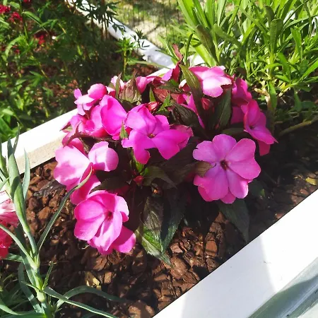 Appartement Anica With Parking