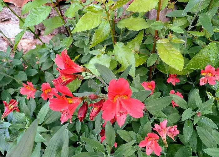 Anica With Parking Apartament *