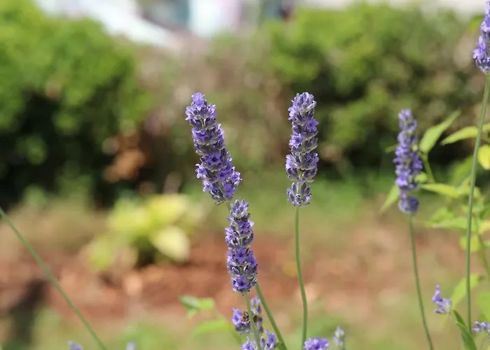 Anica With Parking Apartament